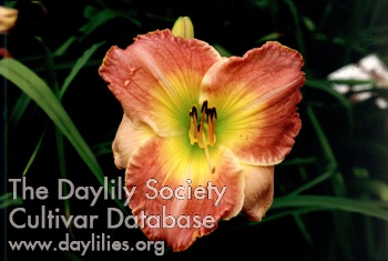 Daylily Handsome Dude